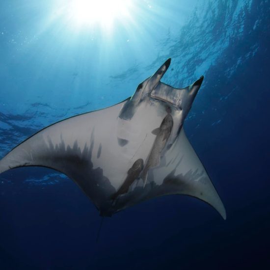 Oceanário de Lisboa