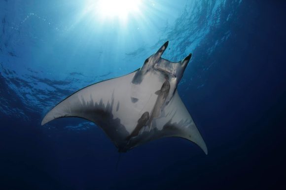 Oceanário de Lisboa