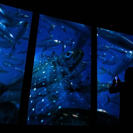 Oceanário de Lisboa