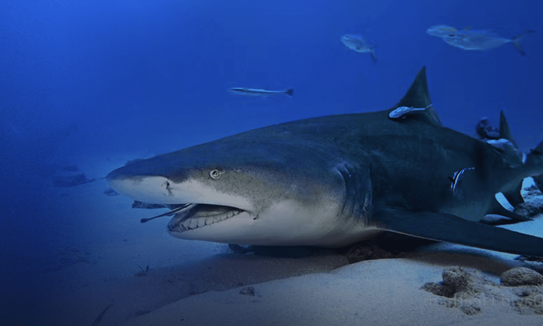 Oceanário de Lisboa